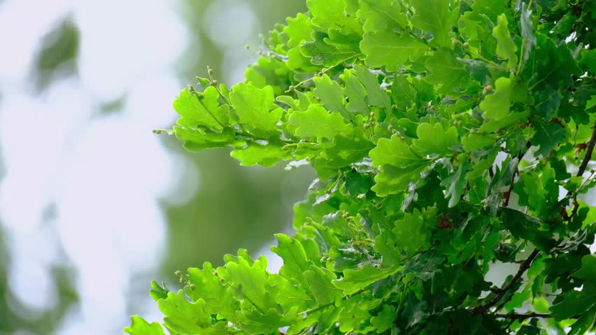 Rain Storm, Wind Gusts, young green oak foliage, Quercus robur leaves, spring, summer season in park, forest with blurry bokeh, nature protection, concept Severe Weather, background for designer | Shutterstock HD Video #1099683831
