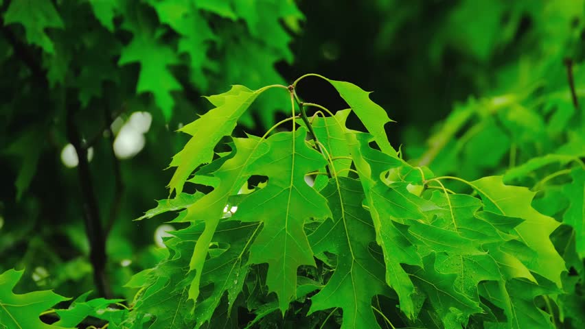 Rain Storm, Wind Gusts, young green oak foliage, Quercus palustris leaves, spring, summer season in park, forest with blurry bokeh, nature protection, concept Severe Weather, background for designer | Shutterstock HD Video #1099683833