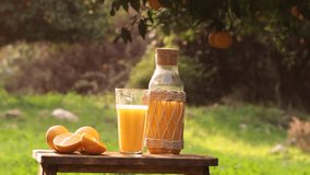 Young Woman Squeezes Orange Slice Into Glass In Orange Garden. Fresh Juicy Organic Orange Juice For Breakfast. Hands Close Up. Boottle Of Juice, Rip Orange Slices.  Healthy Vegan Food.