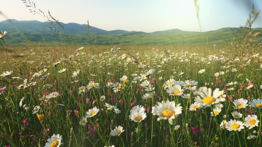 Chamomile field flowers. Walking through summer meadow, field of flowers, enjoying daisies, lupins and other wildflowers waving in the wind. White and yellow spring daisy flowers