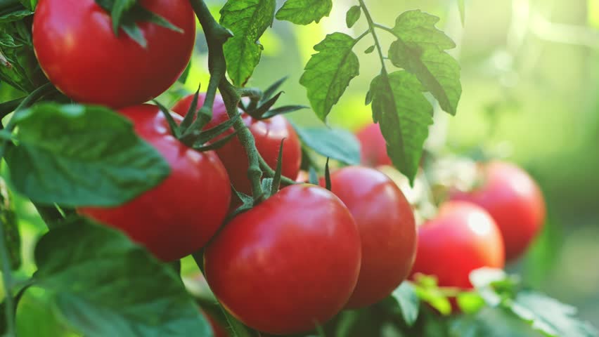Fresh red ripe tomatoes on the branch. Organic farming, vegetable garden. Tomato harvest. UHD, 4K