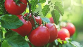 Fresh red ripe tomatoes on the branch. Organic farming, vegetable garden. Tomato harvest. UHD, 4K - Powered by Shutterstock - Get 15% off with code: PIKWIZARD15