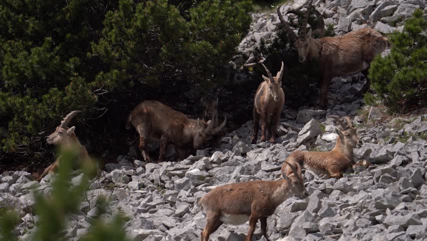 Shot of an Female Ibex On a Rocky Mountain Slope with huge Horn