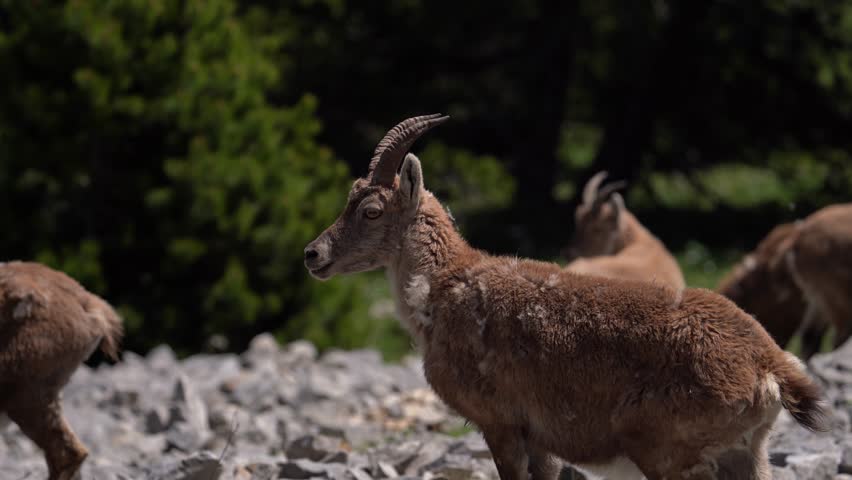 Herd Of Female Alpine Ibex Standing On The Rocky Mountain. - zoom in