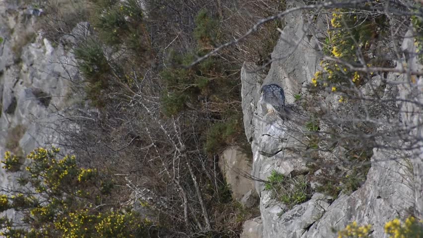 Peregrine Falcon Preening itself on the side of a cliff face