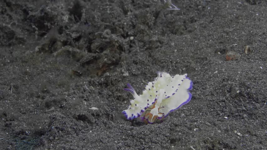 Bumpy mexichromis (Mexichromis Multituberculata) crawls on the sea sand. The emperor shrimp (Zenopontonia Rex) lives on it, it collects food from the bottom of the sea. | Shutterstock HD Video #1099689603