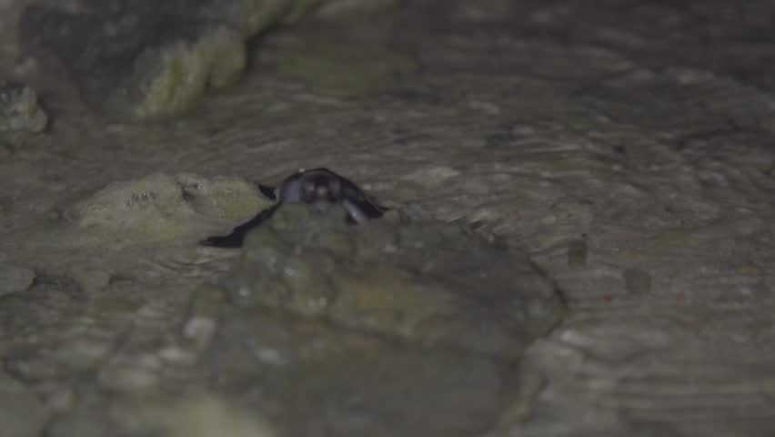 A baby Green Sea Turtle getting to the ocean by climbing over small rocks