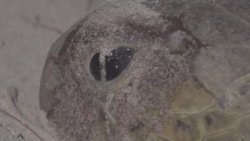 Close-up shot of green turtle’s head while it is laying