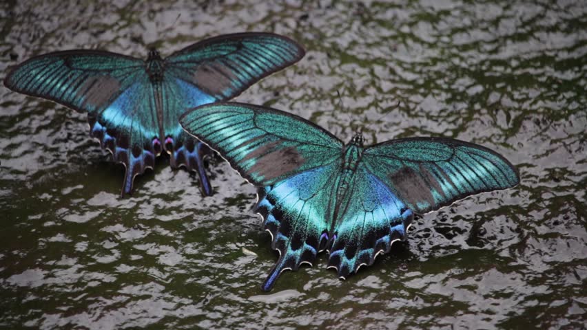 Two blue swallowtail butterflies flying