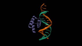 Msx-1 homeodomain-DNA complex structure. Animated 3D cartoon and Gaussian surface models, chain id color scheme, PDB 1ig7, black background