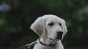 Slow motion of a golden retriever sniffing around. A puppy of a golden retriever on a walk sniffs around. Slow motion. golden retriever sniffing the air on a walk. slow motion video