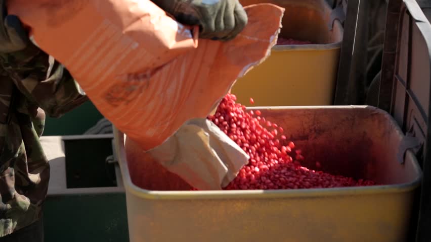 Planting corn kernels with a seeder in an agricultural field. A worker pours the corn into the corn hopper of the cultivator