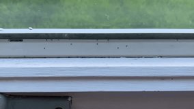 Fungus gnats inside of a home trying to escape out of the window.