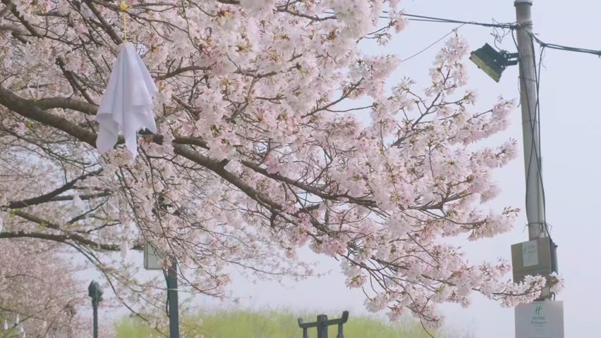 Cherry blossoms in Wuhan in spring