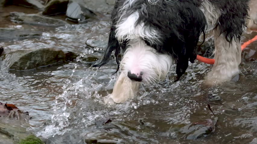 Close-up of Bernedoodle puppy walking in creek, slow motion, Washington Crossing, Pennsylvania, USA.