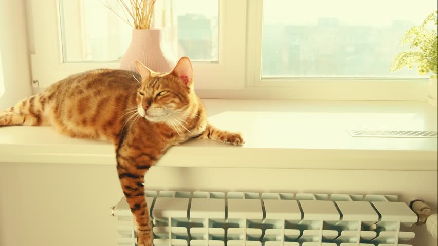 Close-up portrait domestic purebred happy Bengal cat says meow lies on window, animal basking in rays warm sun and battery. Fluffy muzzle have rest enjoys on windowsill in winter season. White room | Shutterstock HD Video #1099712273