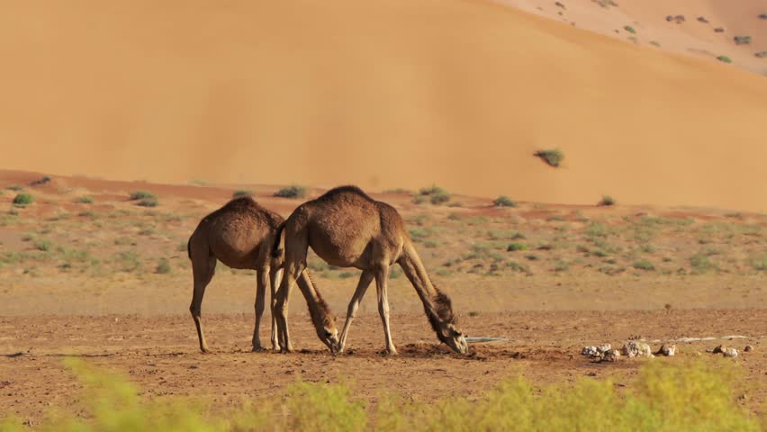 Camels In The Rub Al-Chali Desert, Oman. Graded and stabilized version. | Shutterstock HD Video #1099717487