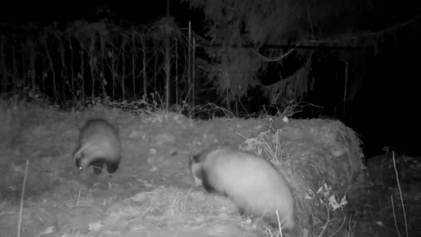 two night badgers on the grass looking for food Royalty-Free Stock Footage #1099718463
