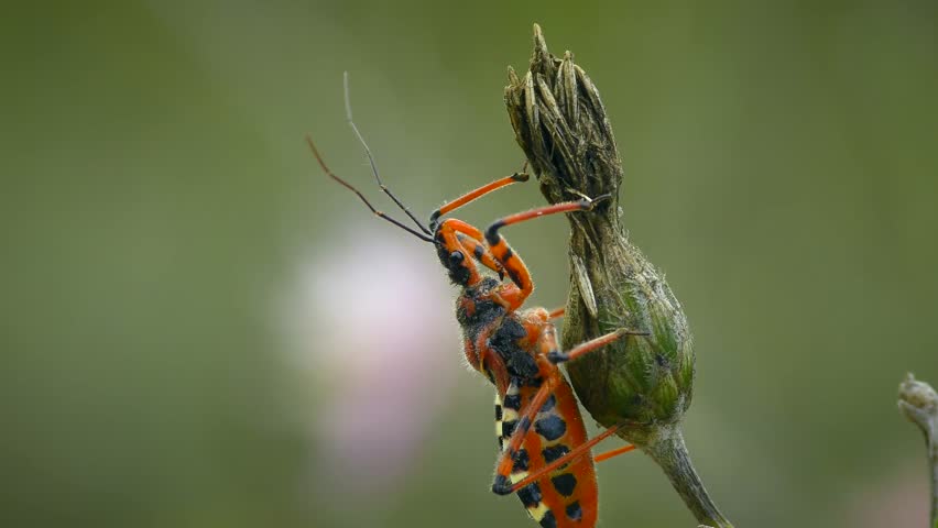 Predatory Red Assassin Bug (Rhynocoris iracundus) on a dry flower, side view, close-up.