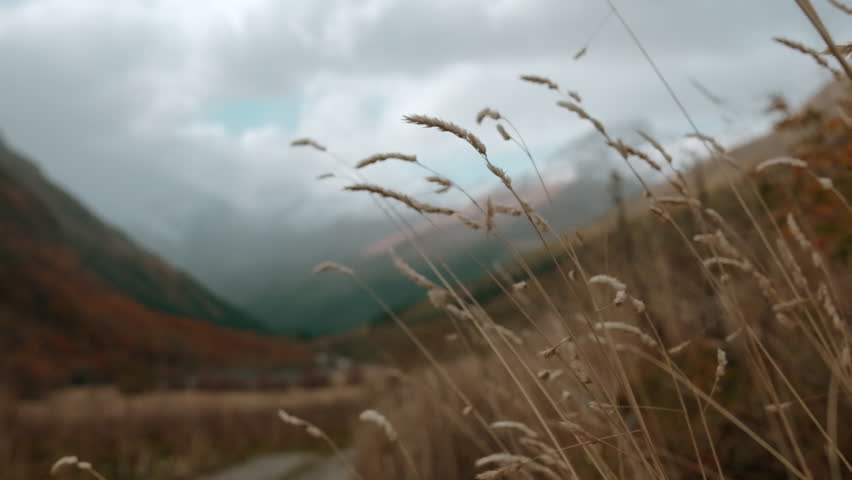 Close up of yellow grass with mountainous landscape on the background. Creative. Beauty of wild nature, clouds above high hills.