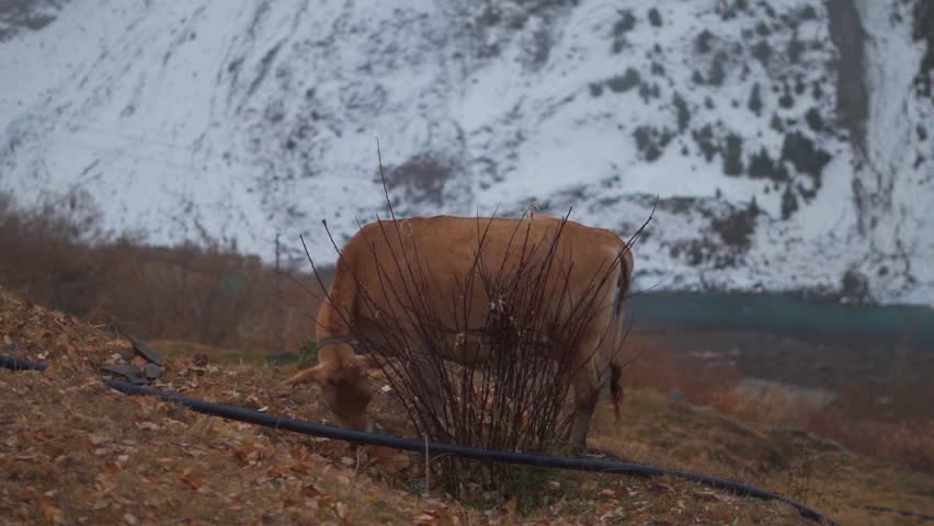 Closeup shot of a cow grazing on the fallen dry leaves of the tree during the winter season on top of the mountain at Lahaul in Himachal Pradesh, India. Cow grazing in the mountains during winter. 