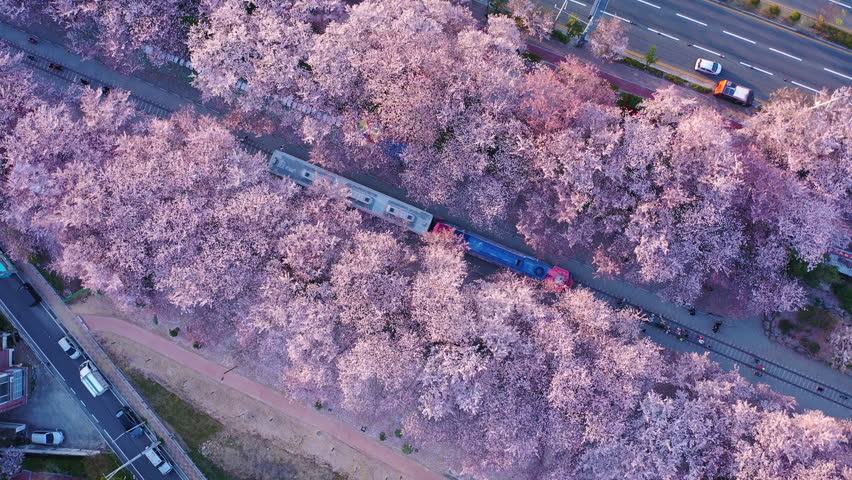 Aerial view Train and cherry blossom at Jinhae, Spring scenery in Jinhae ,South Korea. Royalty-Free Stock Footage #1099732733