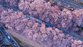 Aerial view Train and cherry blossom at Jinhae, Spring scenery in Jinhae ,South Korea.