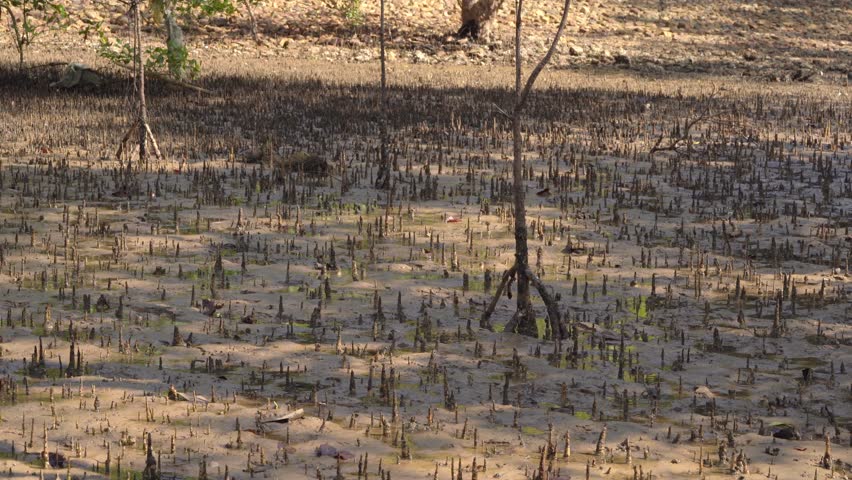 Tropical Mangrove Plants Grow With Aerial Roots for Gaseous Exchange - Wide