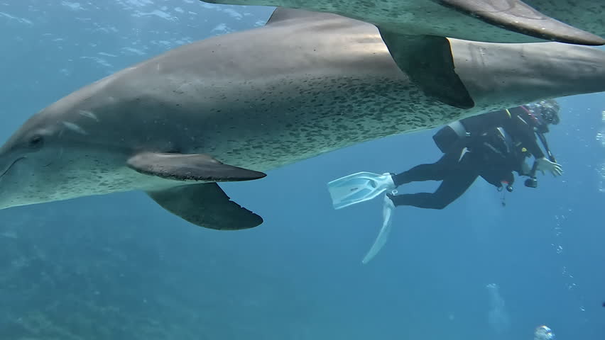 2 dolphins swim extremely close to the camera.