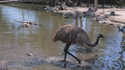 Two Emu Birds Walking In Shallow Water In Queensland, Australia. tracking shot Stockvideó