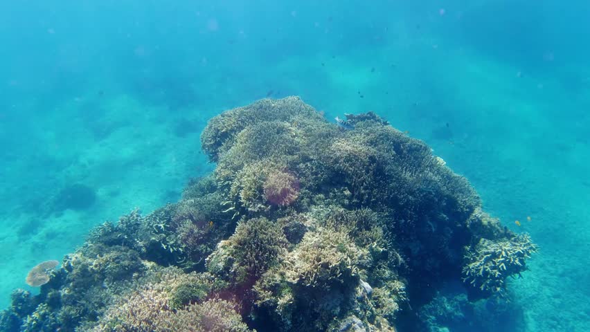Underwater image of coral reef. Diving. Snorkeling. | Shutterstock HD Video #1099736055