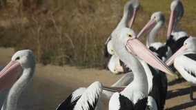 Australian Pelican Colony Close Up 4K Video