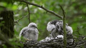 Close up Baby Sparrowhawks in nest 4K video.