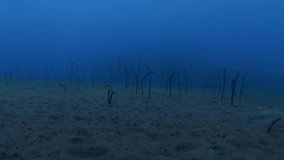 Garden Eel beside the famous Liberty ship wreck. Sea life of Tulamben, Bali, Indonesia. 4k underwater video. 