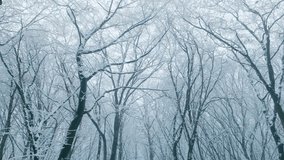 Tree snow white snowfall winter wild park forest falling - Powered by Shutterstock - Get 15% off with code: PIKWIZARD15