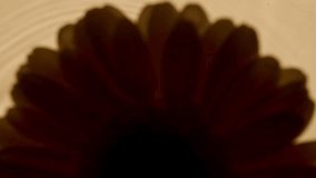 Sunflower flowers, gerbera petals flowers on water surface with drops. Splash yellow colored. Pure water with reflections sunlight and shadows. Valentines day texture. Advertising product. - Powered by Shutterstock - Get 15% off with code: PIKWIZARD15