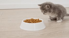 Little Kittens is Eating its dry Food From Bowl on the Floor. Cats Eating Food From Bowl at Home. Slow Motion. High quality 4k footage