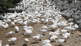 Video of ducks in a traditional free-range poultry farm in Taiwan