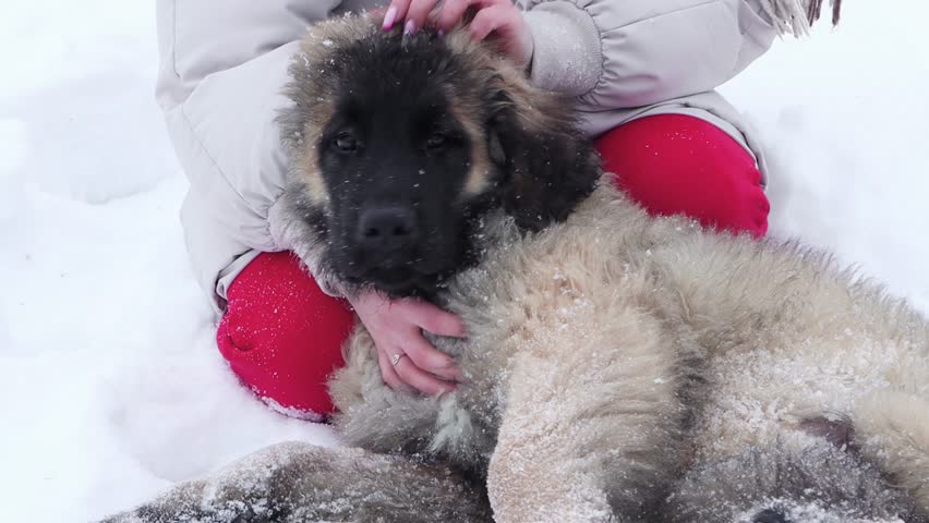 Close-up of hands scratching and stroking a leonberger puppy in a winter park.