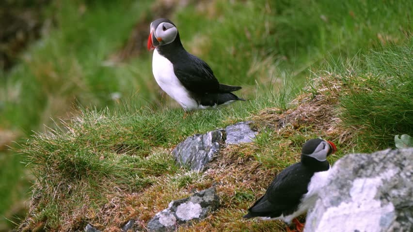 Two puffin birds on Runde island in Norway