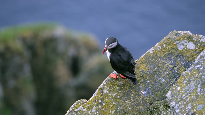 Puffin bird in front of the cliffs of Runde island