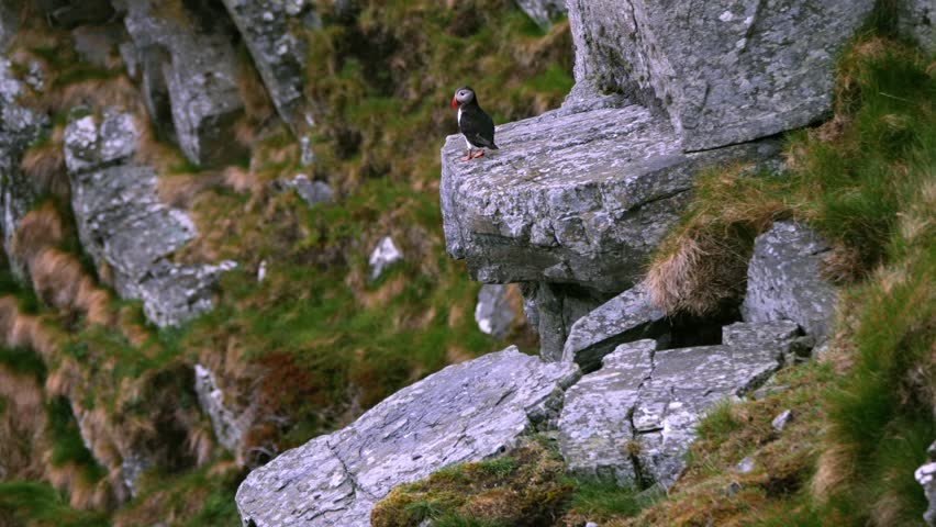 Lonely Puffin bird on the cliffs of Runde island