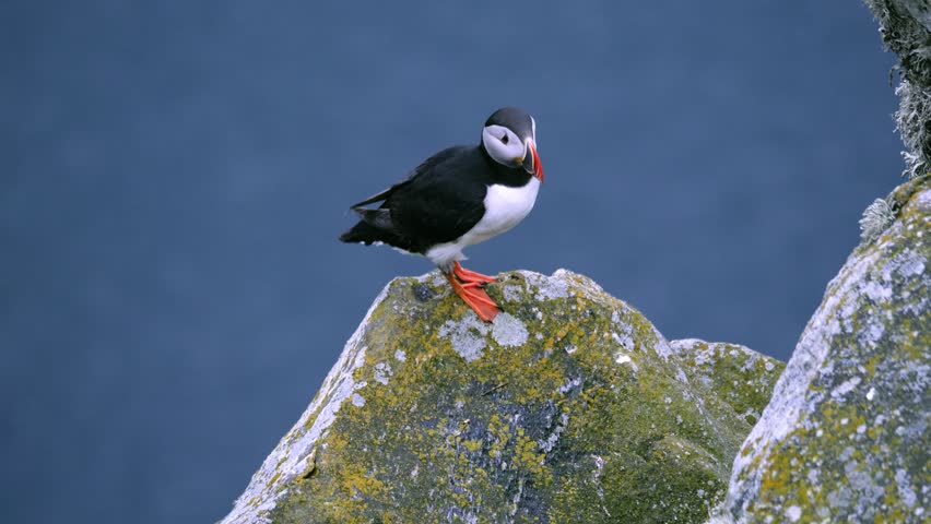 Cute Puffin bird spreading wings in Front of the sea of Norway