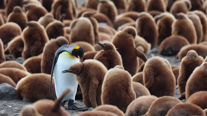 Fluffy Brown King Penguin Chick being fed by Parent, South Georgia
