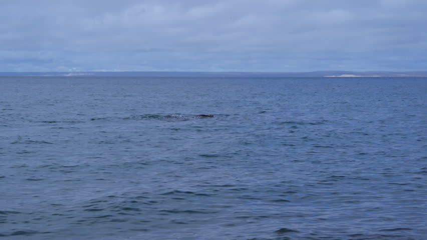 Eubalaena australis, Southern right whale shows tail fin, breaching through the surface of the atlantic ocean in the bay of Golfo Nuevo close to Puerto Madryn at Peninsula Valdes, Patagonia, Argentina