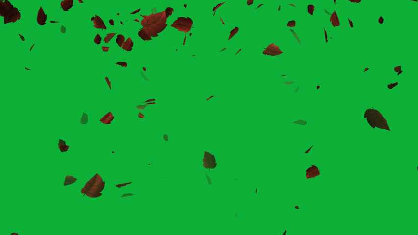 Isolated leaves falling animation in green screen | Shutterstock HD Video #1099761915