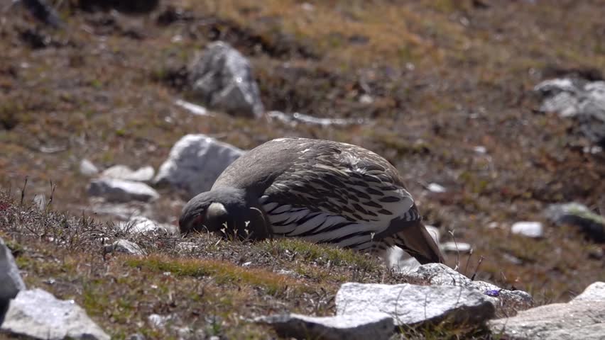 Himalayan snowcock grooming with head under wing , 2023
slow motion, himalaya, Everest National Park, Nepal, 2023,
