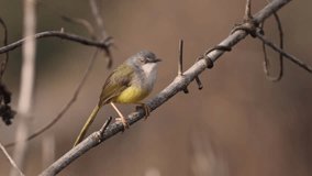 High resolution (without editing) 4k footage of a  yellow-bellied prinia. yellow-bellied prinia is a species of bird in the family Cisticolidae. 