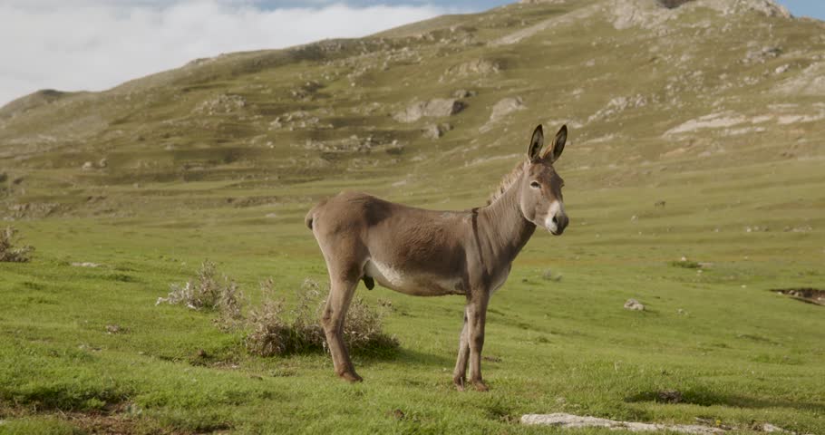donkey in the mountains. High quality 4k footage