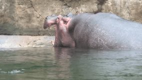 The hippopotamus opened its mouth wide lying in the water. A powerful hippo enjoys life in the water. Stock video. 4K